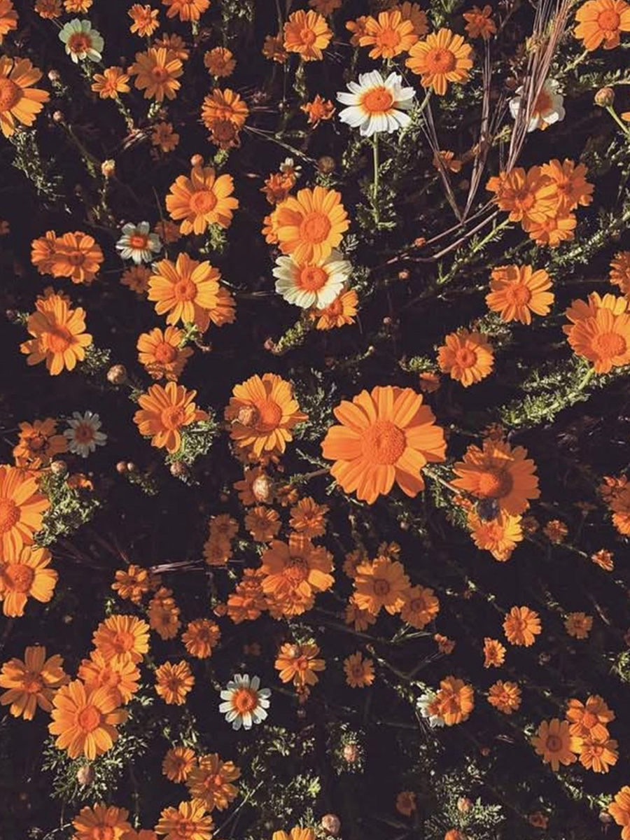 Overhead view of a dense bed of orange and white daisy-like flowers.