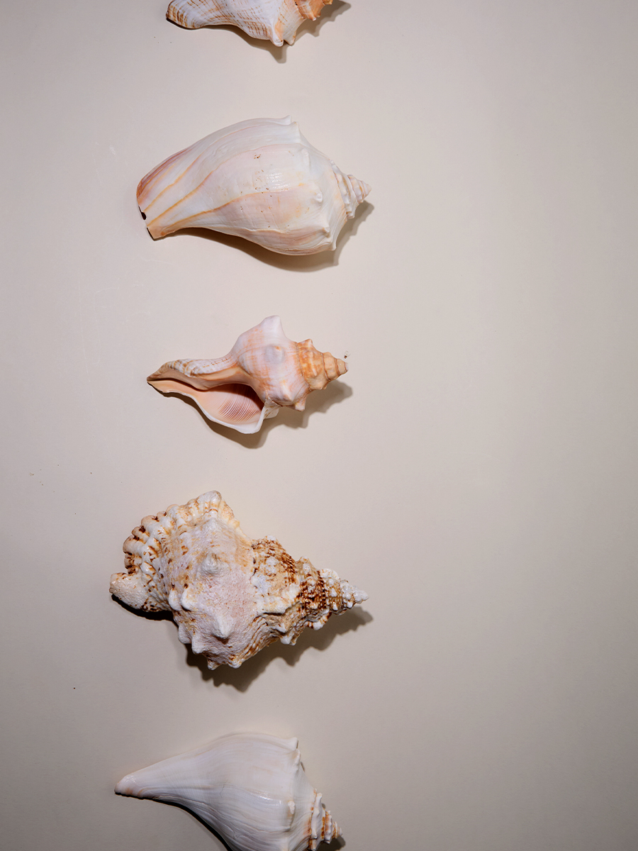 A row of pale seashells of varying shapes arranged in a vertical line against a warm neutral background.